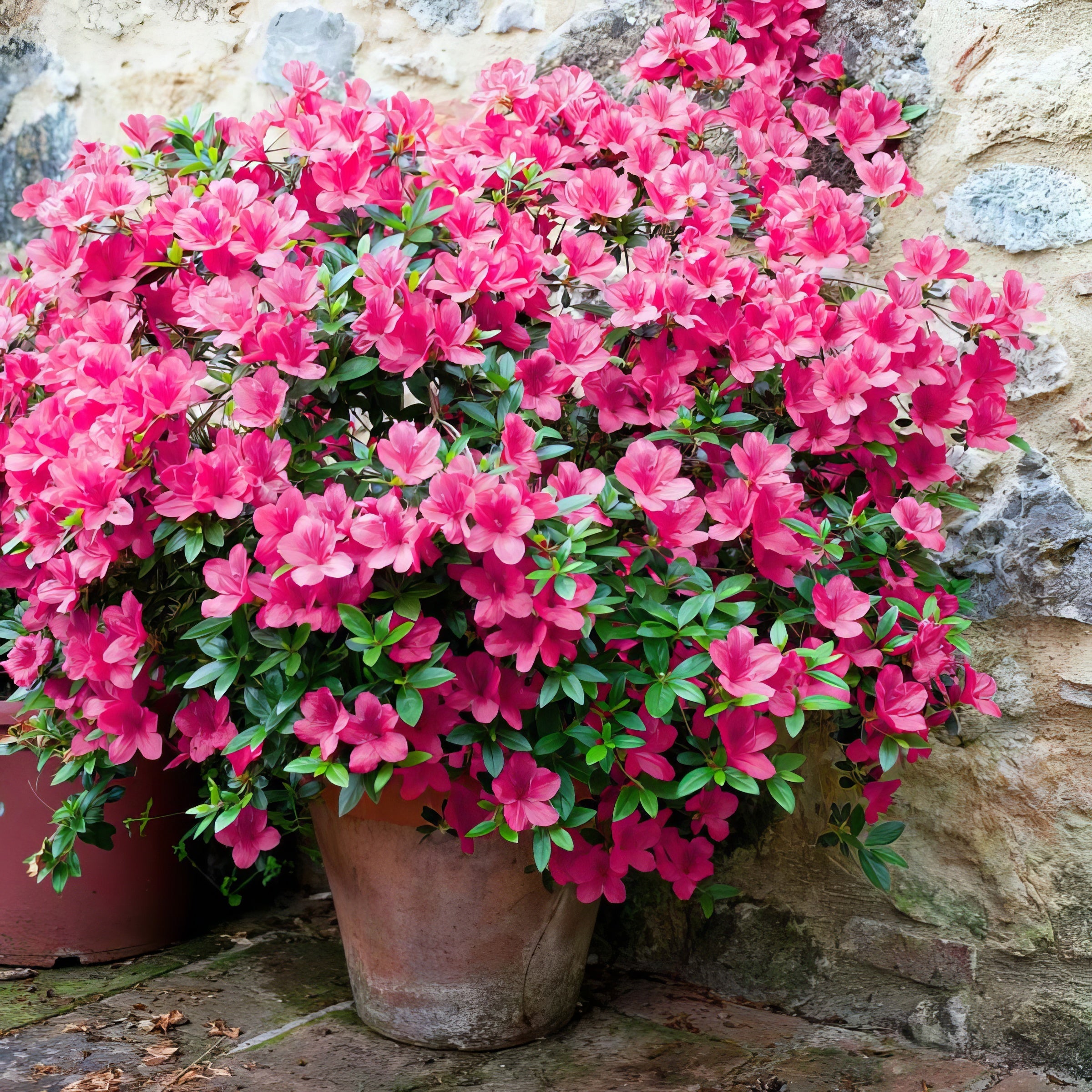 Rhododendron, FlorAmore Pink Reblooming Azalea