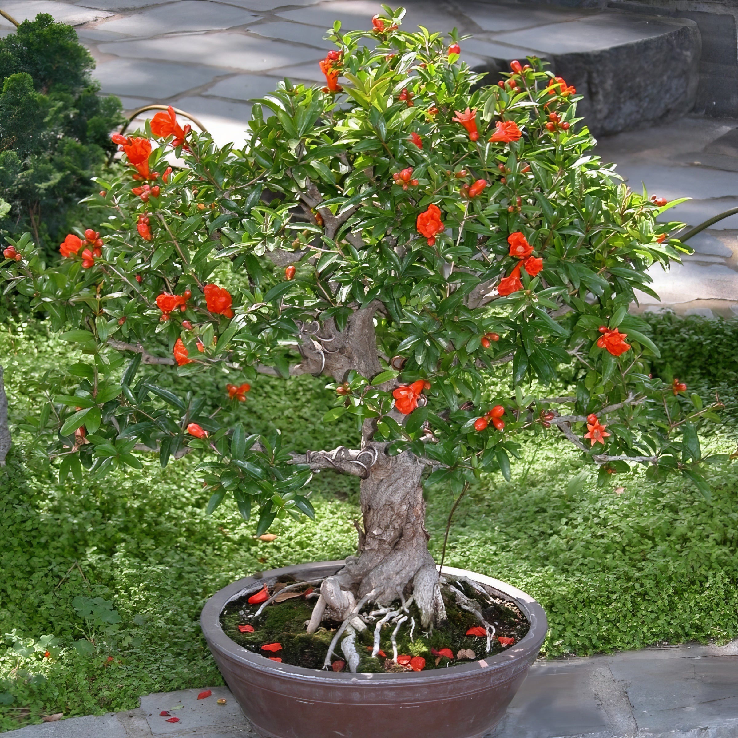 Punica Dwarf Pomegranate- 1 Gallon Pot – Cottage Farms