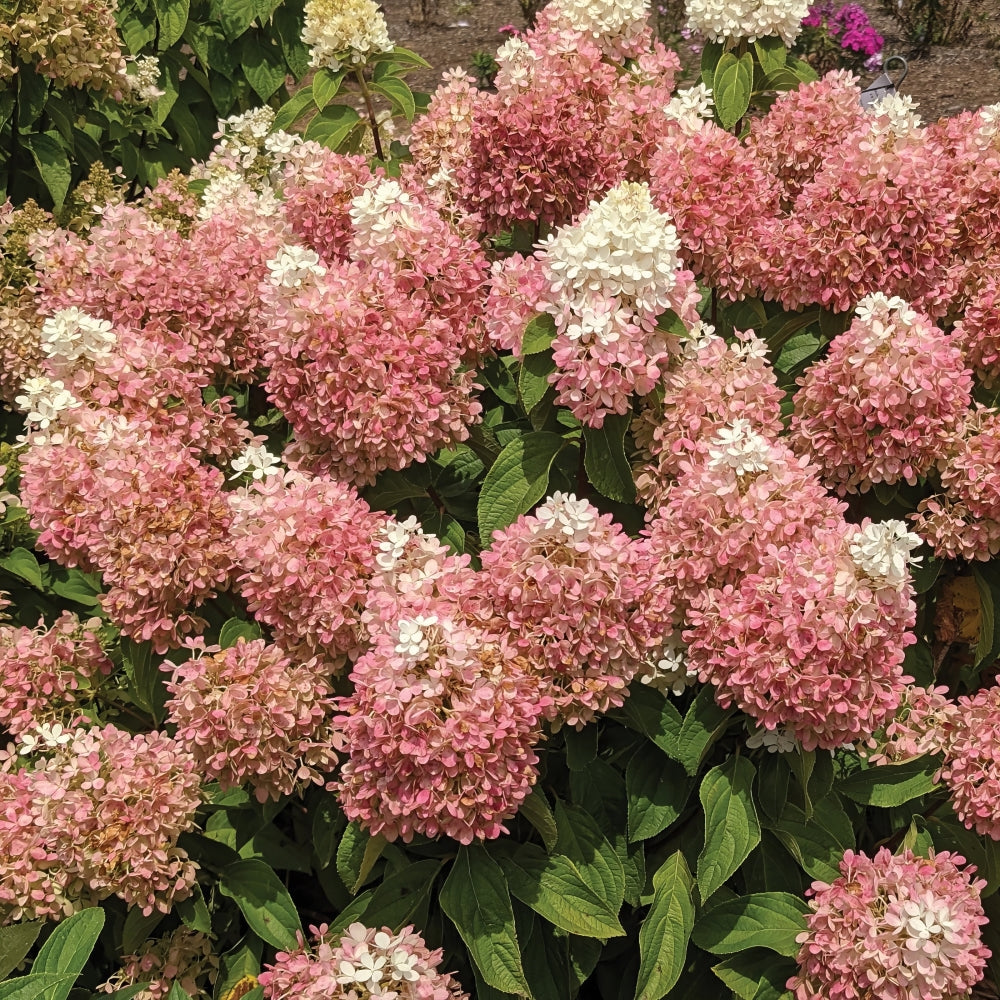 Sweet Starlight™ Hydrangea - 4