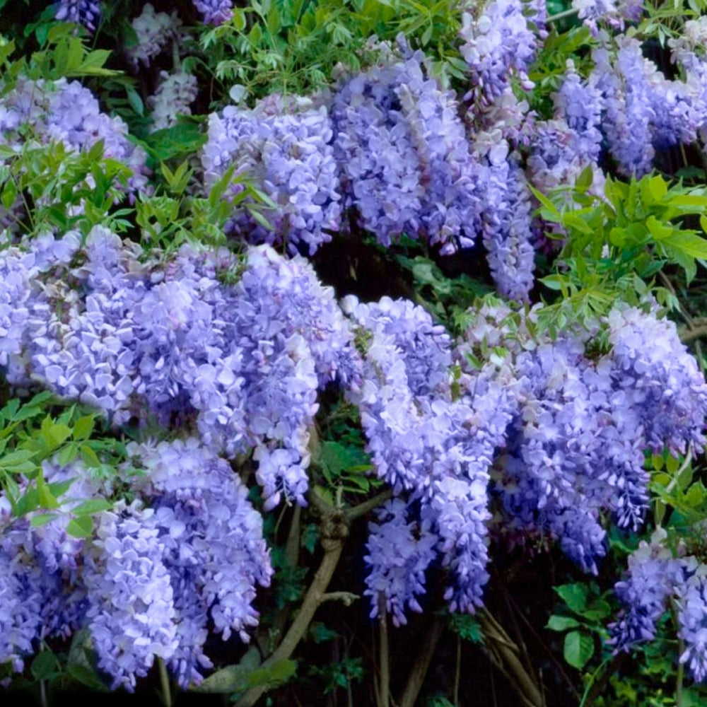 Blue Wisteria - 4" Pot  Cottage Farms
