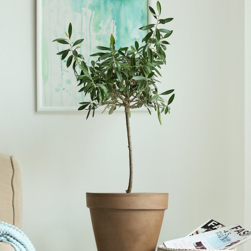 Olive Wilsonii Tree