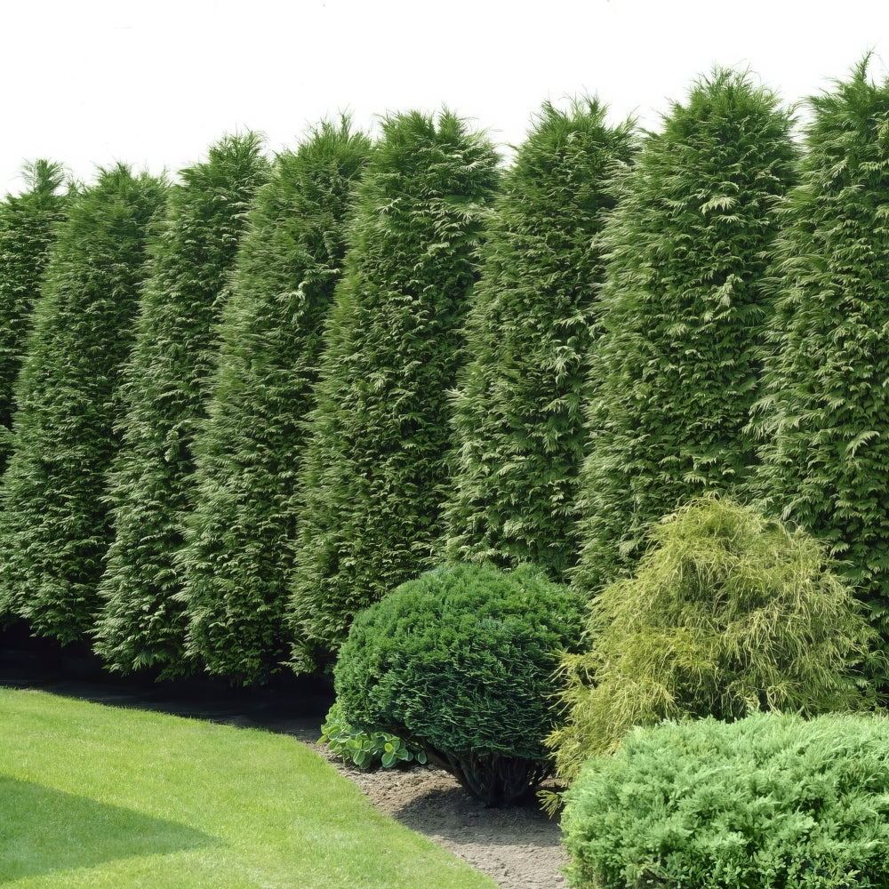 ever green potting plants Green Giant Arborvitae - 1 Gallon Pot