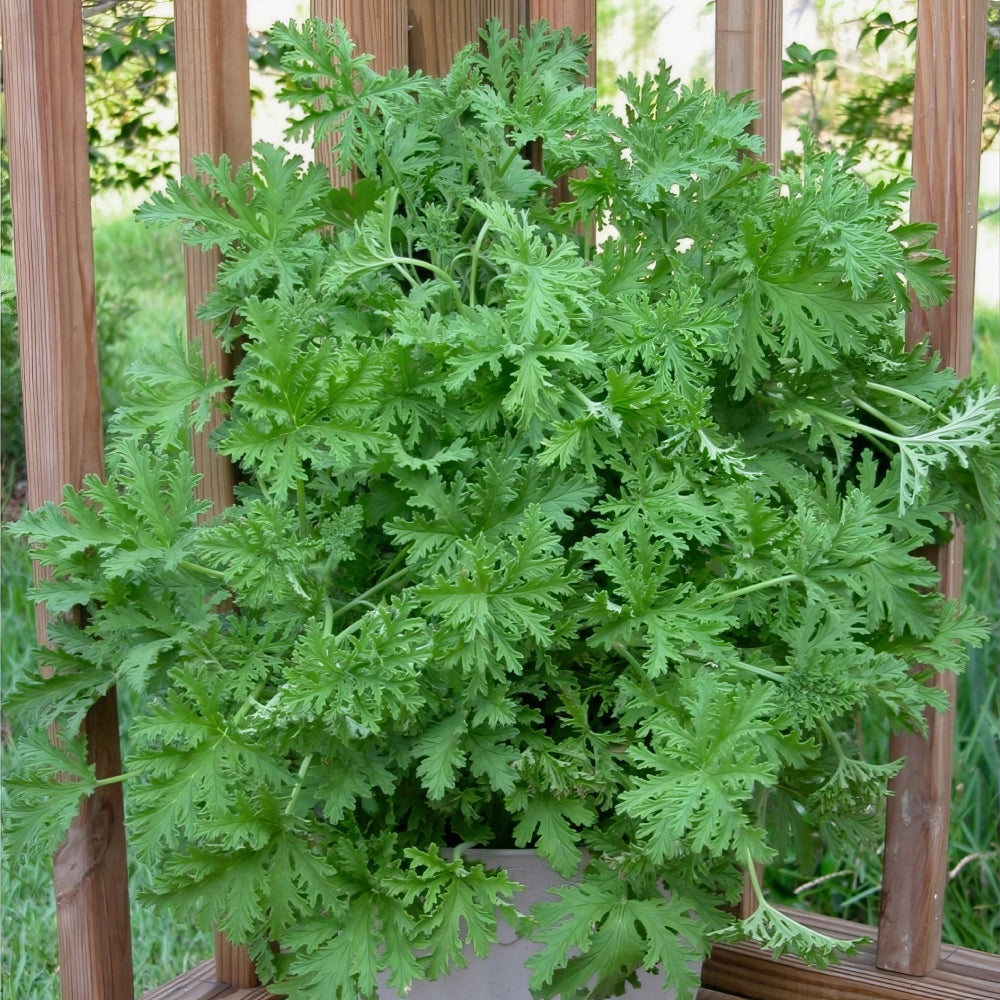 citronella house plant Citronella Mosquito Plant - 1G Pot