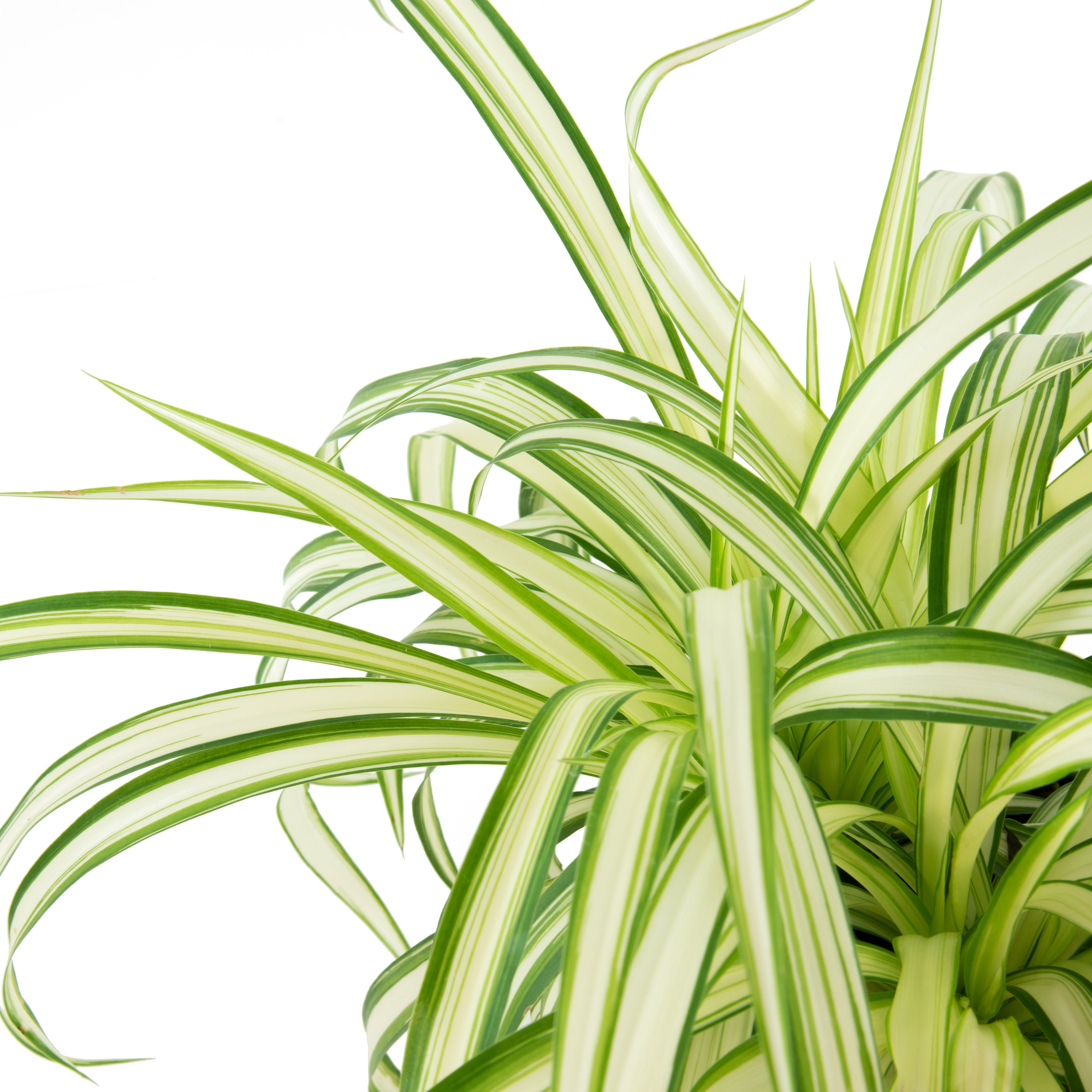 chlorophytum ribbon plant Ribbon (Spider) Plant