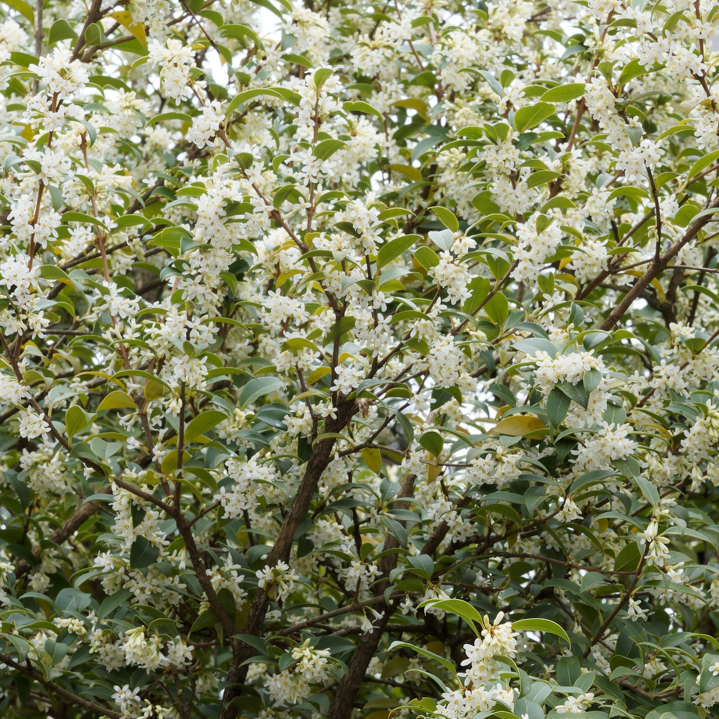 Osmanthus Sweet Olive - 1 Gallon Pot – Cottage Farms