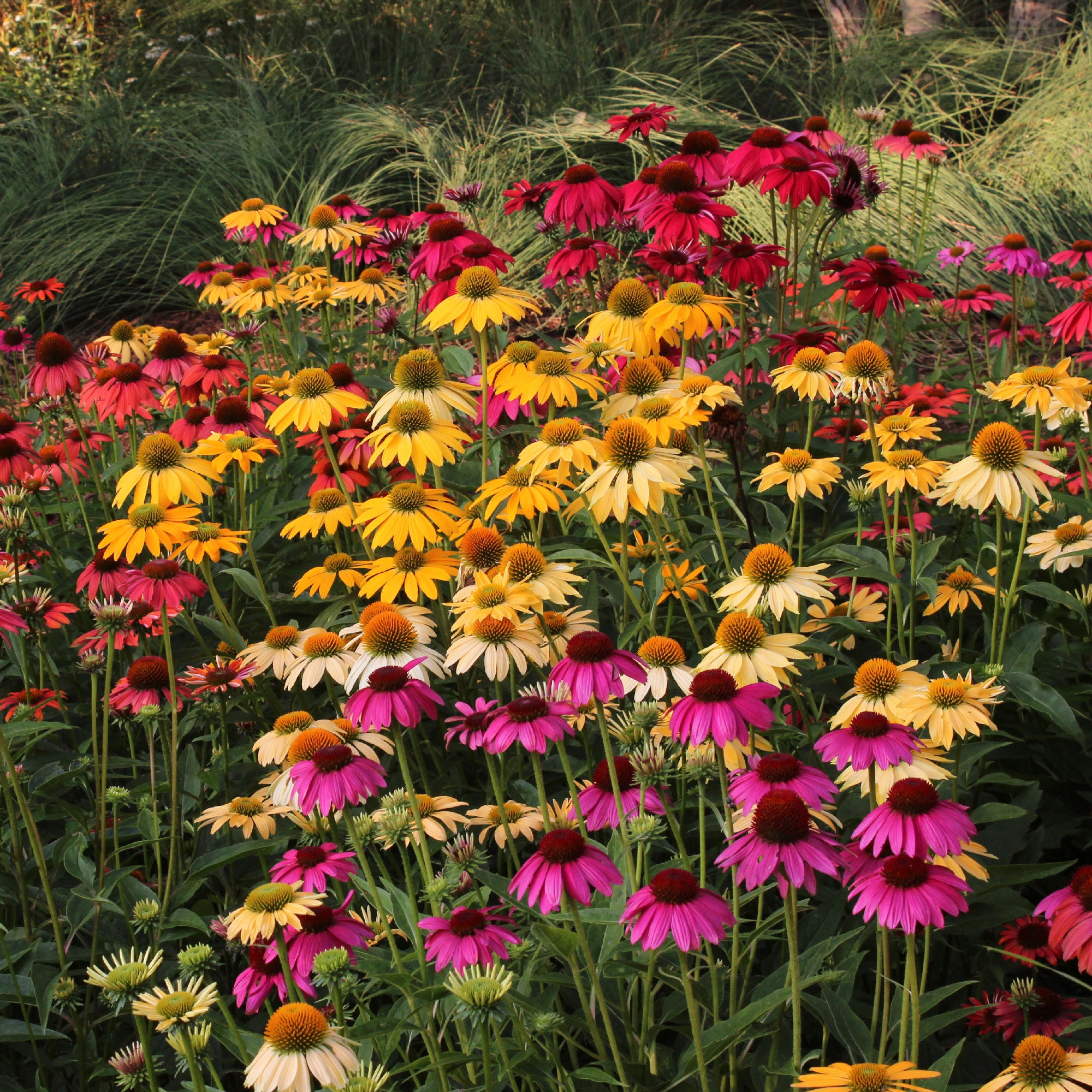 echinacea plant in pot Echinacea 'Cheyenne Spirit' Coneflower