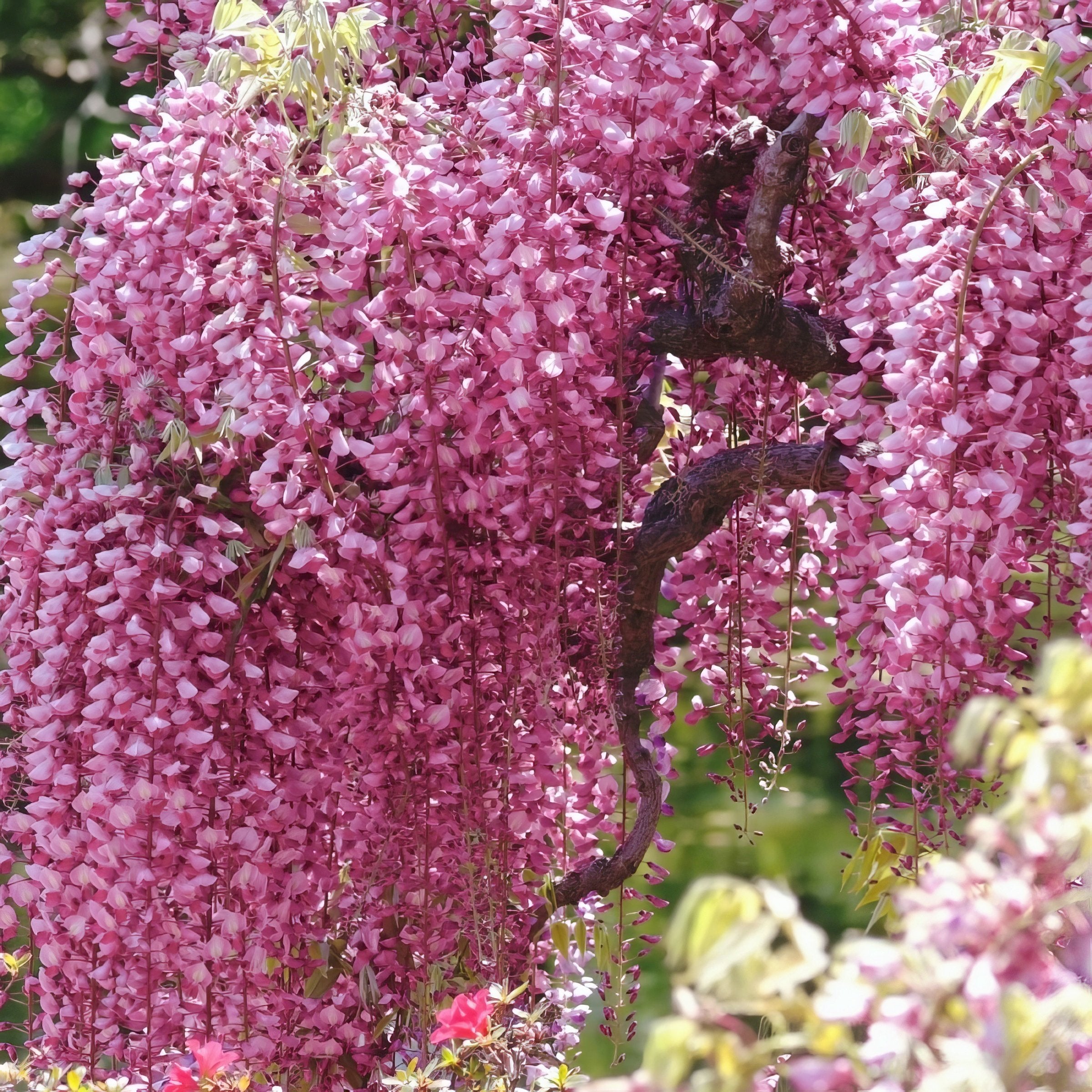 Pink Wisteria