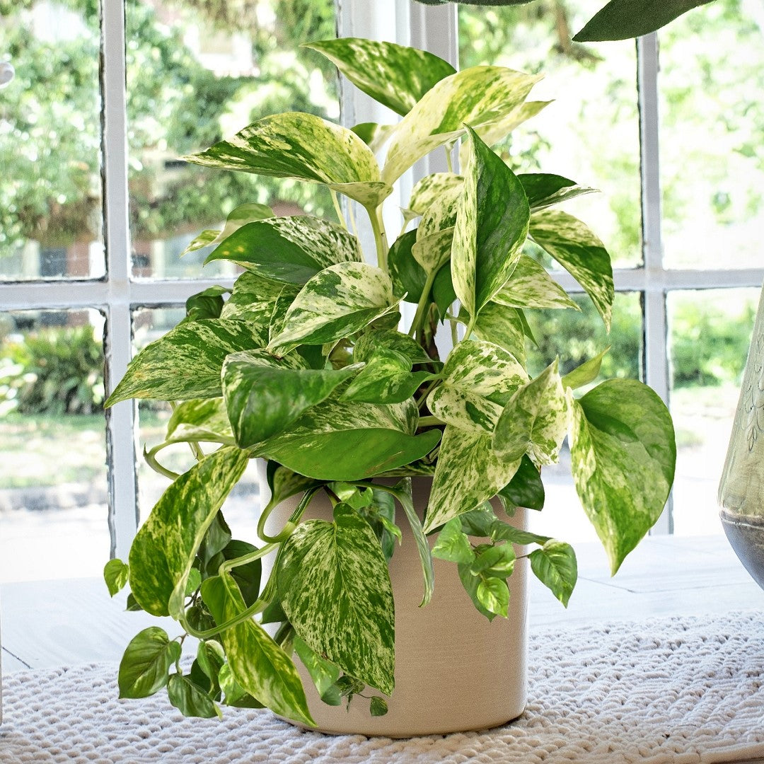 Pothos Marble Queen | Epipremnum Marble Queen Pothos Plant in 4” Pot | Easy-Care Potted Houseplants for sale | Trailing Indoor Plants