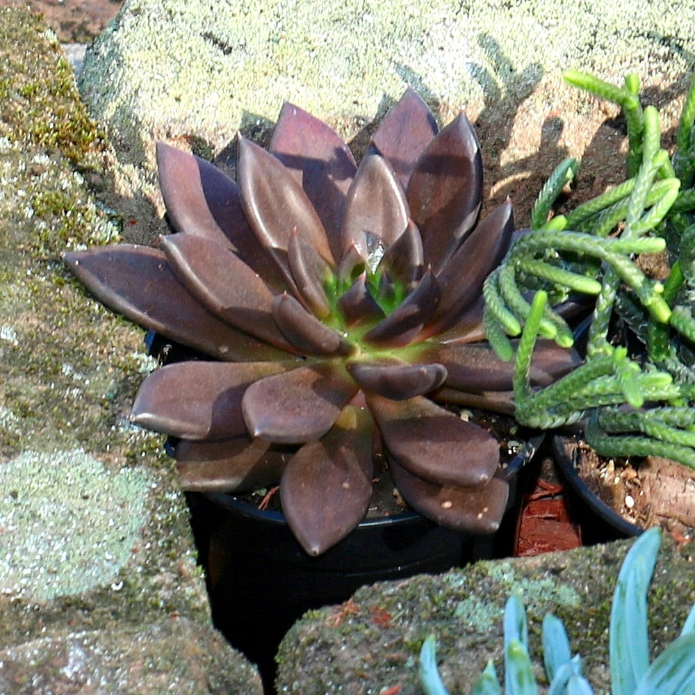 4 in succulent pot Echeveria Serrana