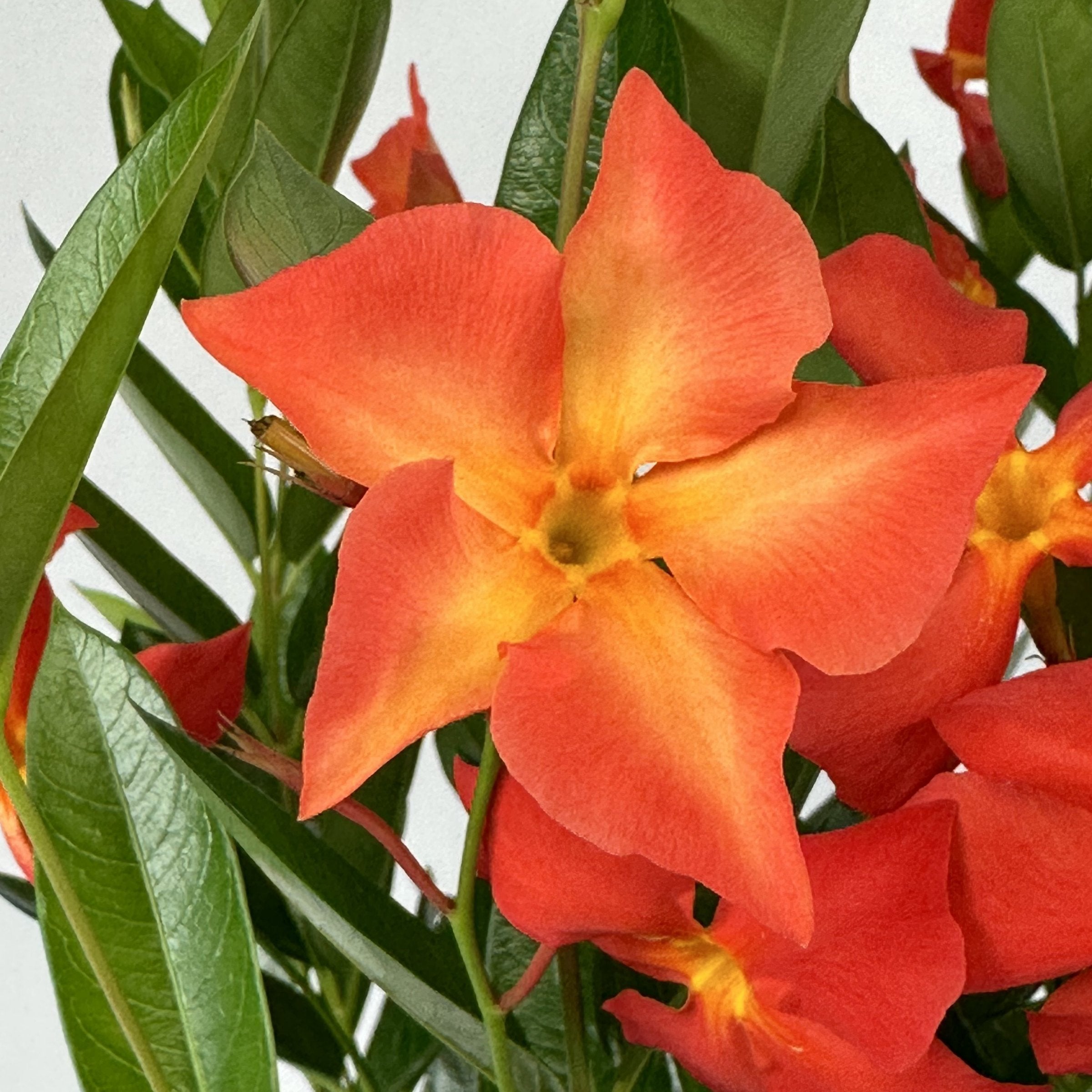 Mandevilla Sun Parasol® Firedup Orange - 4