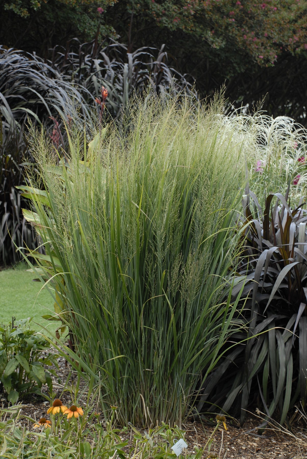 tall grass potted plants Panicum Northwind - 4" Pot