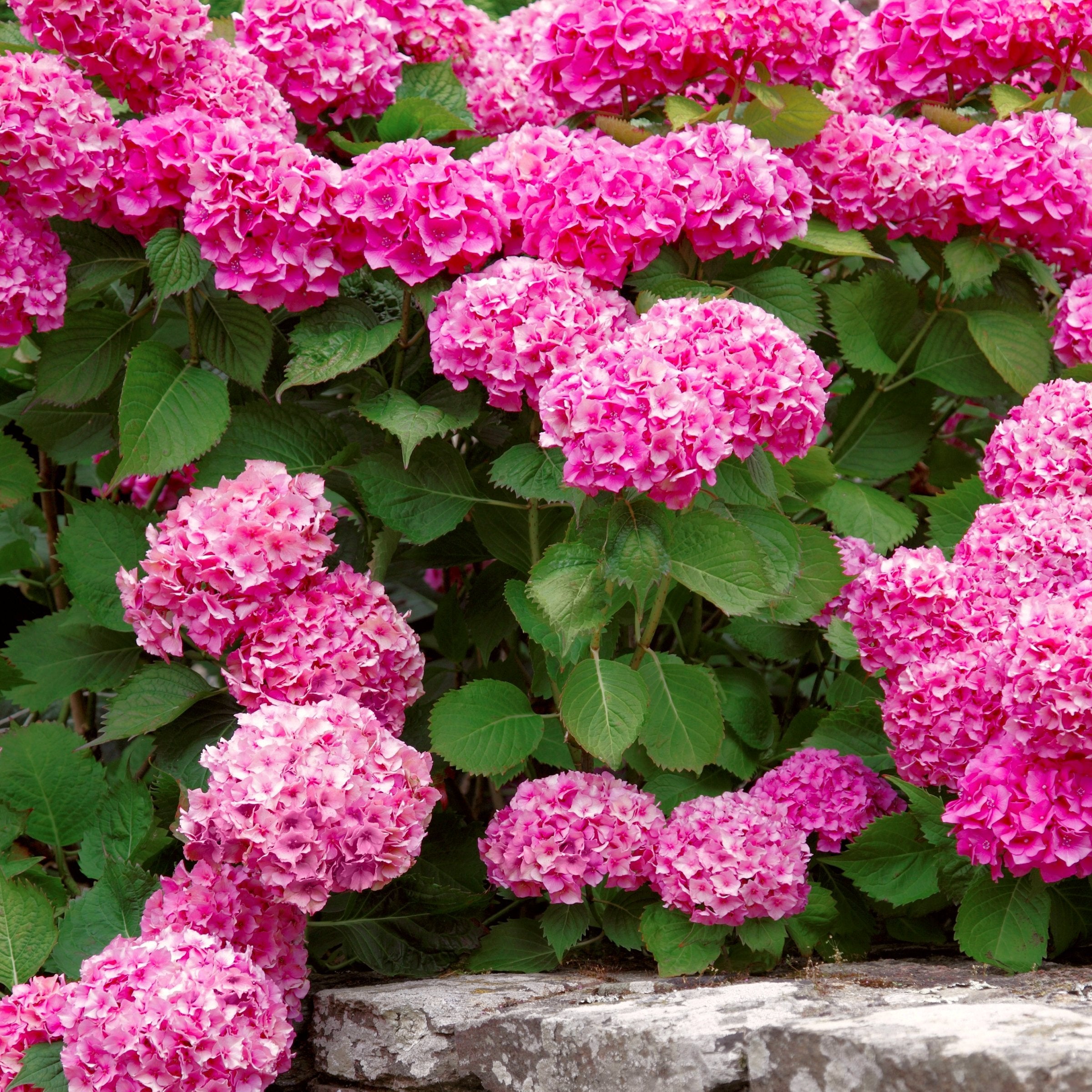 Merritt's Supreme Hydrangea