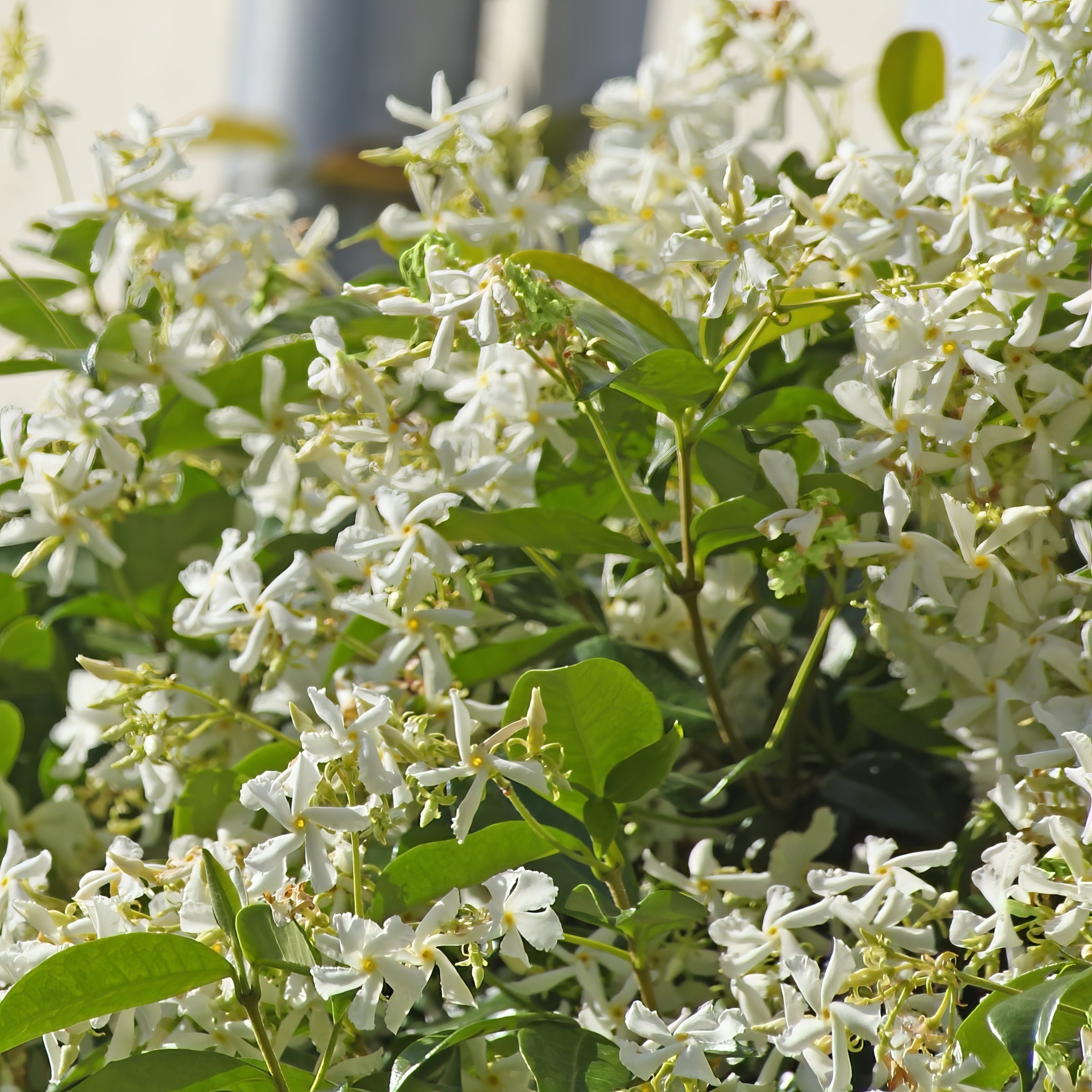 jasmine plant outdoor in pot Star Jasmine