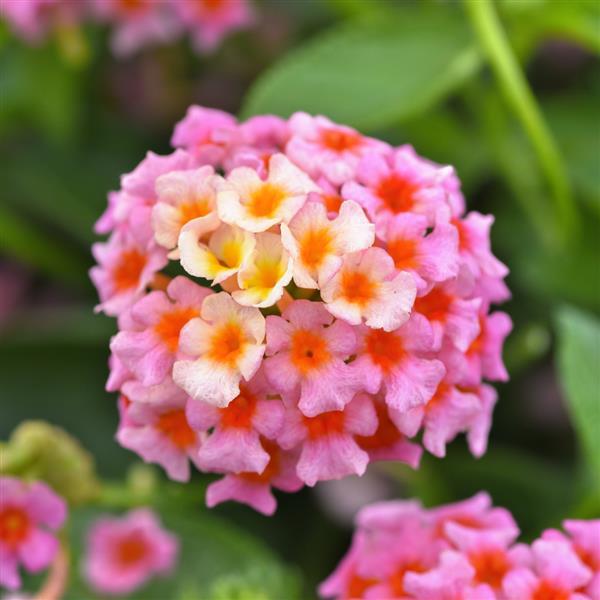 lantana succulent Lantana, Little Lucky™'Peach Glow