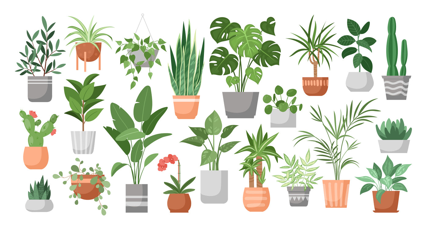 house plants in pots delivered Houseplant Club