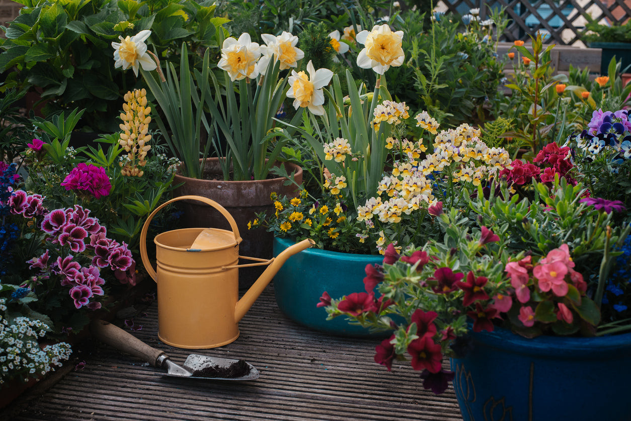 potted plants outdoor delivered Patio Plant Club