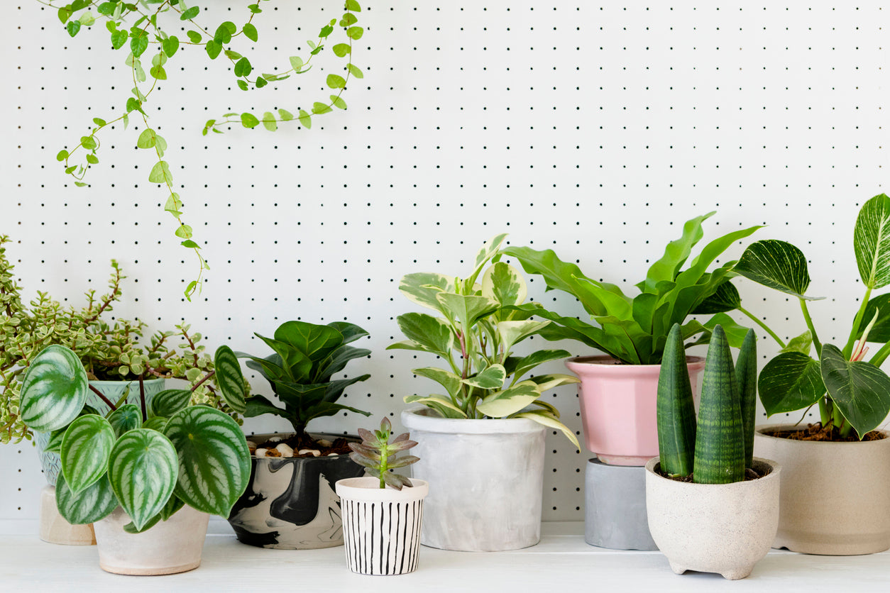 Deluxe Houseplant Club