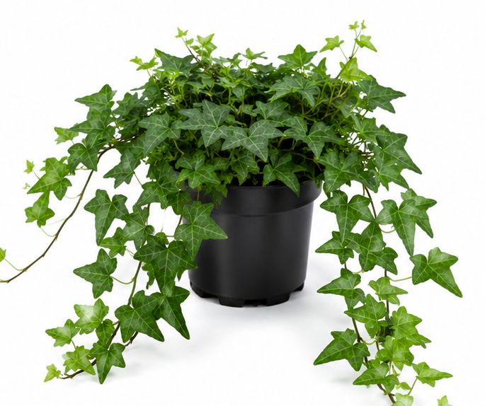 Hedera helix ivy Thorndale, 4