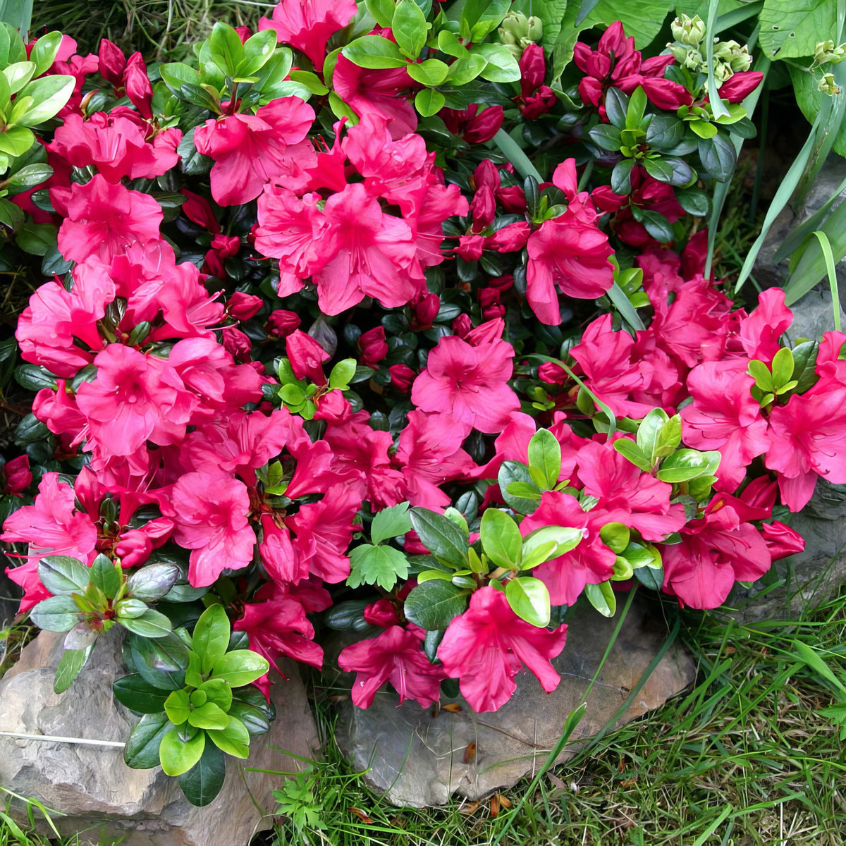 Azalea 'Red Ruffles' - 3 Gallon Pot