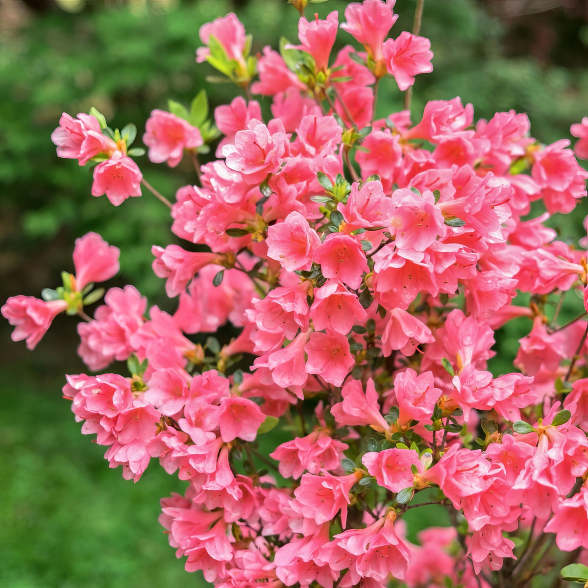 Azalea 'Coral Bell' - 1 Gallon Pot