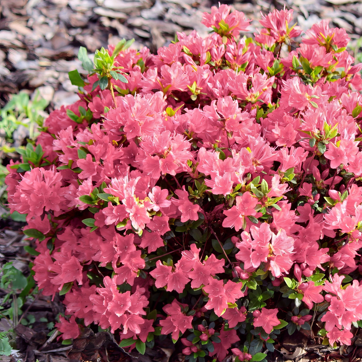 Azalea 'Coral Bell' - 1 Gallon Pot