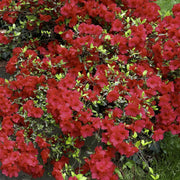Azalea 'Christina' - 1 Gallon Pot