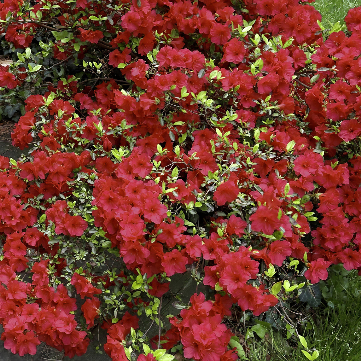 Azalea 'Christina' - 1 Gallon Pot