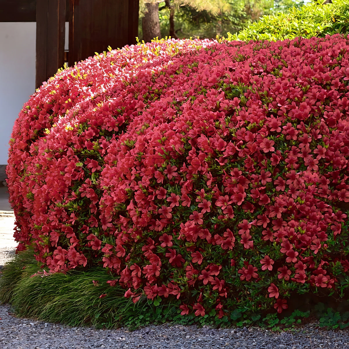 Azalea 'Christina' - 1 Gallon Pot