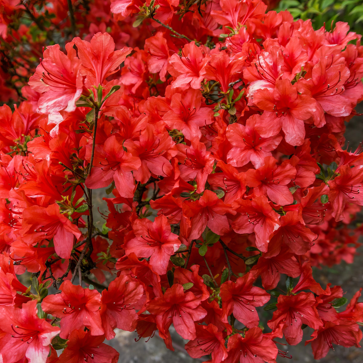 Azalea 'Girard's Hot Shot' - 1 Gallon Pot