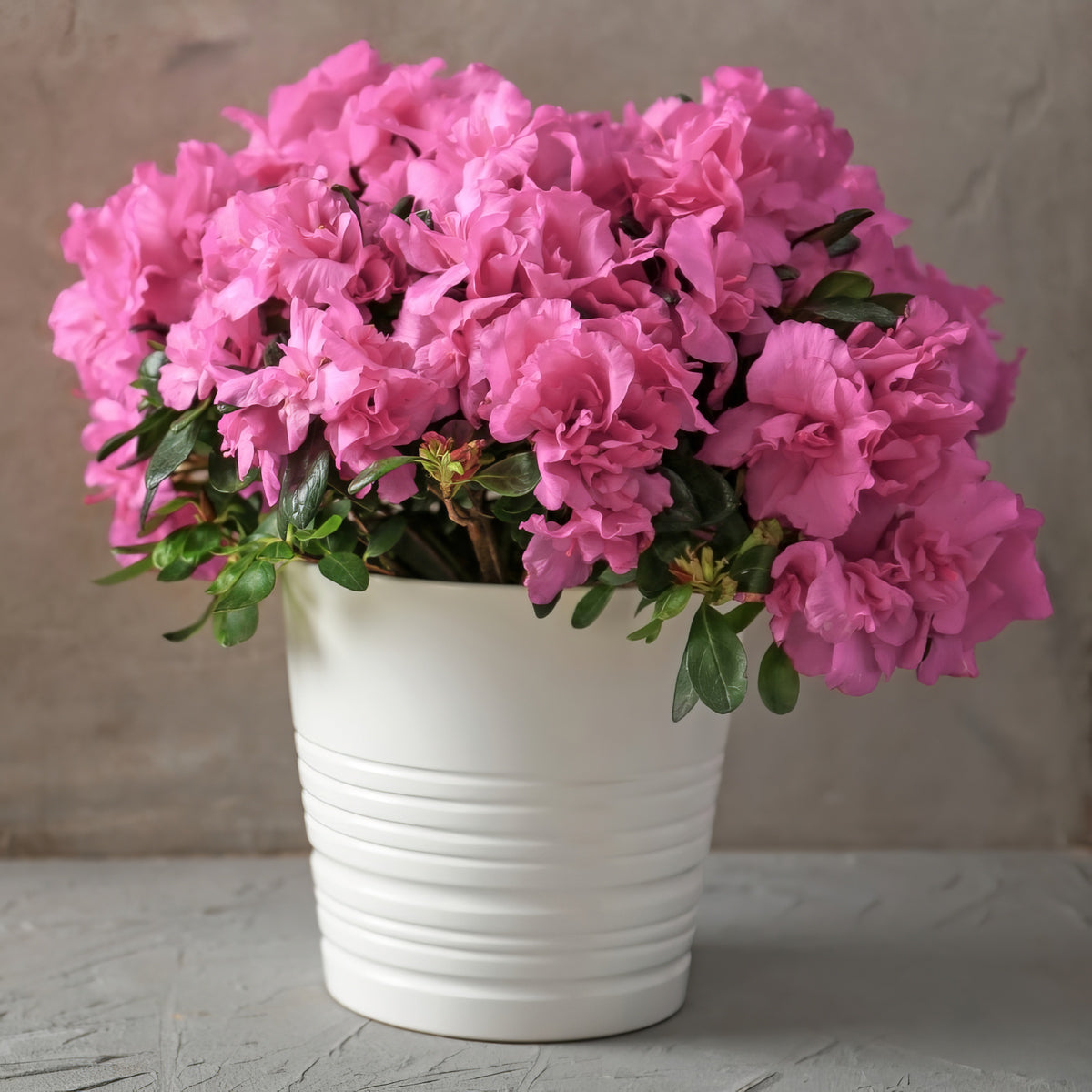 Azalea 'Rosebud' - 3 Gallon Pot