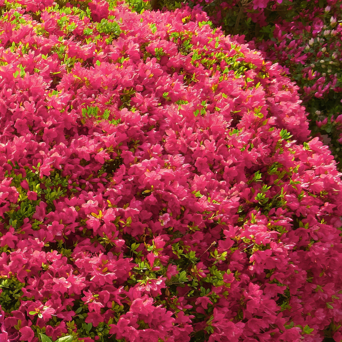 Azalea 'Hino Crimson' - 1 Gallon Pot