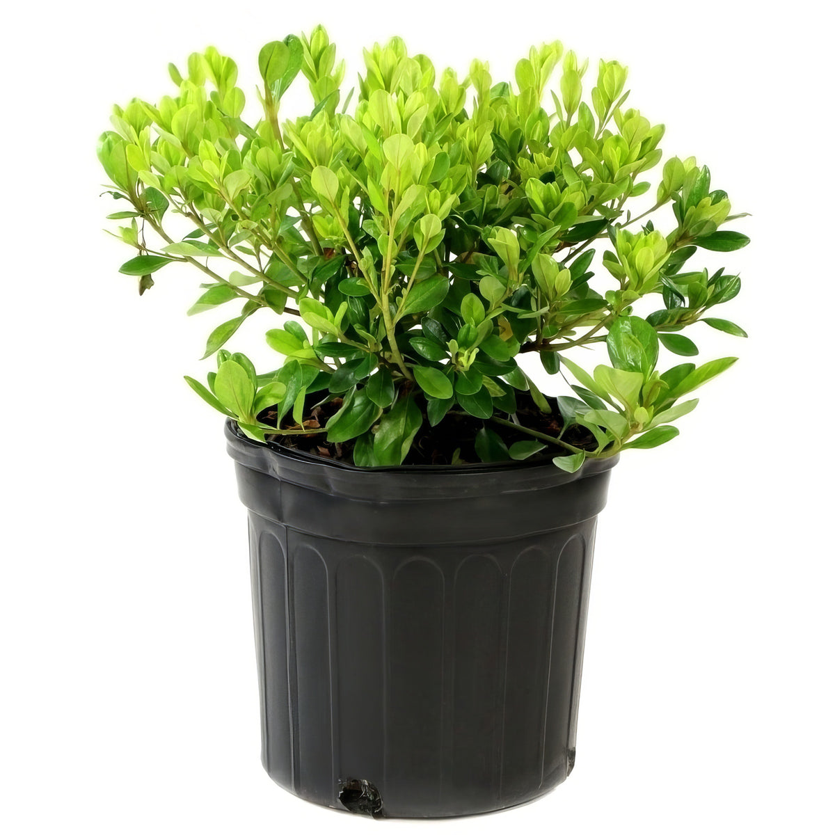 Azalea 'Blaauw's Pink' - 1 Gallon Pot