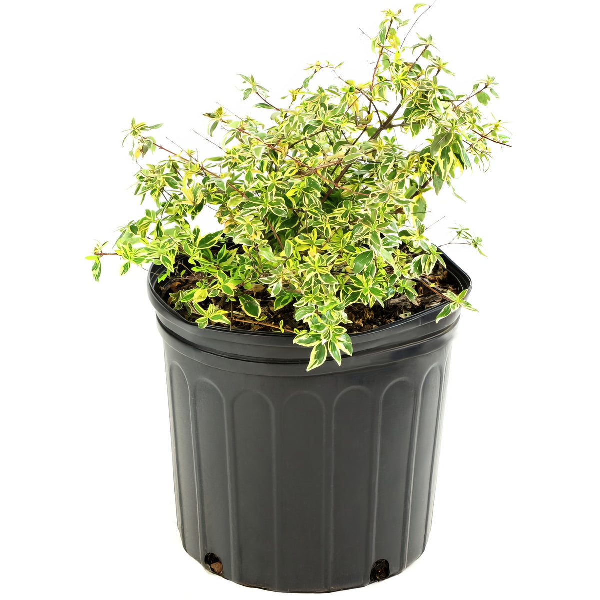 Abelia 'Hopley's' - 3 Gallon Pot