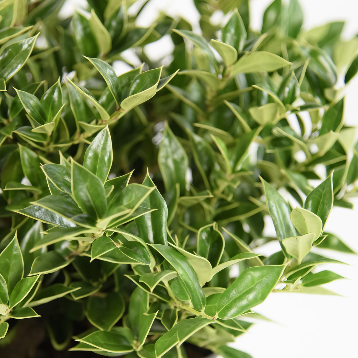 Ilex, 'Carissa' Holly - 3 Gallon Pot