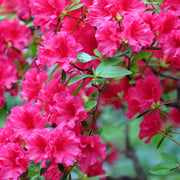 Azalea 'Red Ruffles' - 3 Gallon Pot