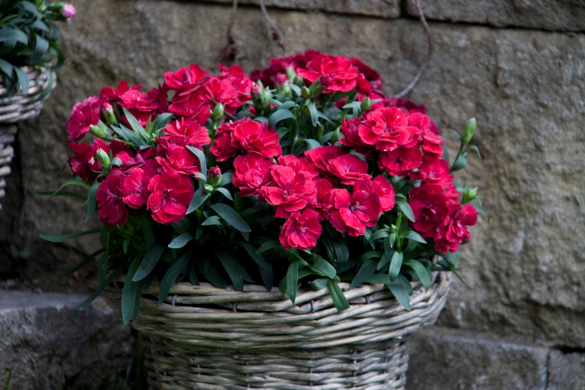 Dianthus caryophyllus Oscar® Dark Red - 4" Pot, SPRING PREORDER