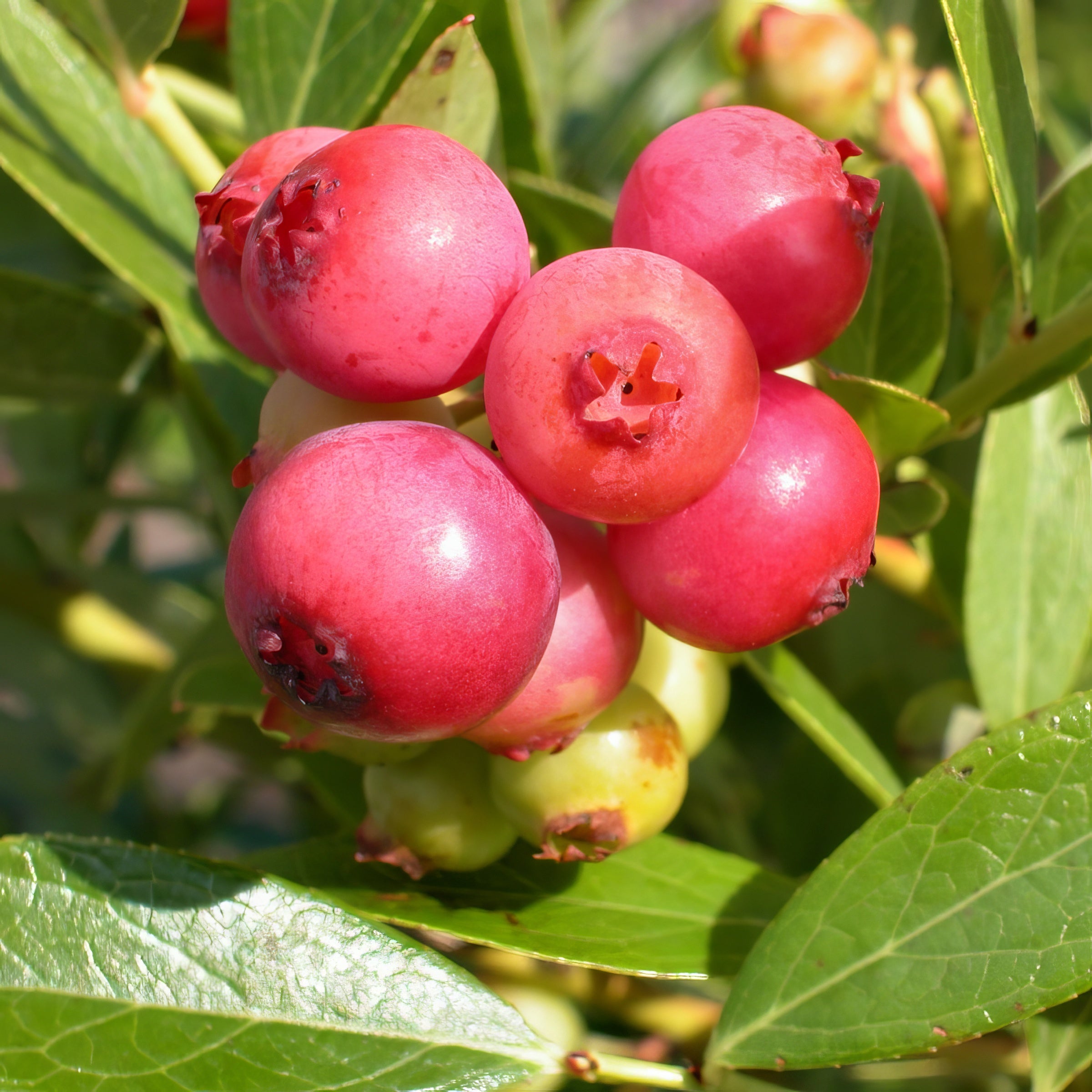 'Pink Lemonade' Blueberry Bush - 4" Pot, SPRING PREORDER