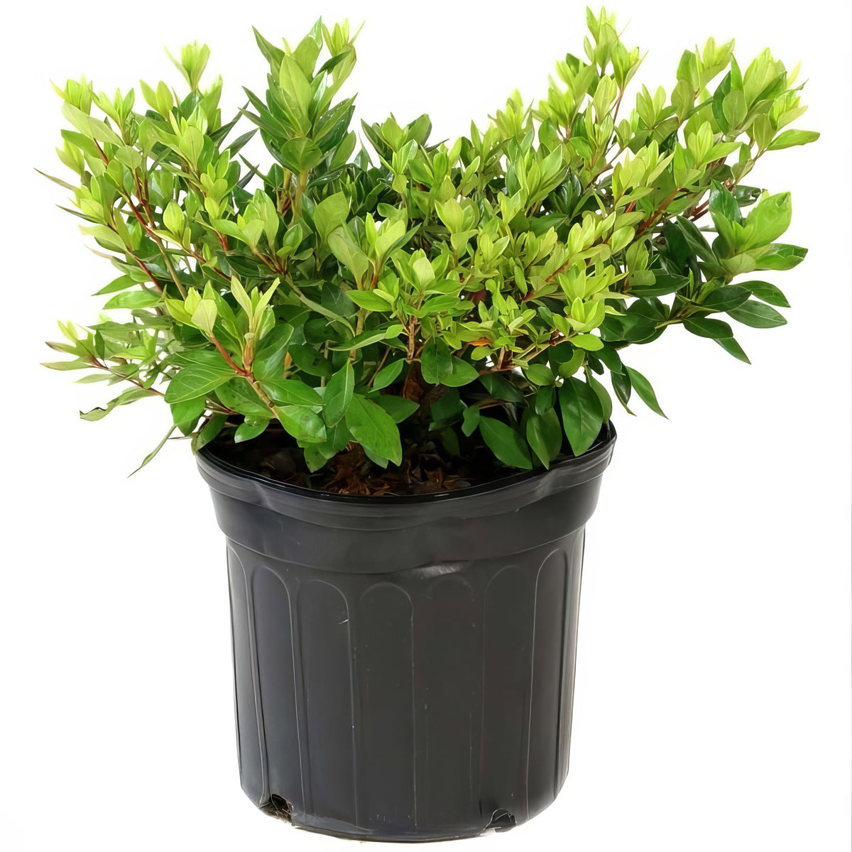 Azalea 'Johanna' - 1 Gallon Pot