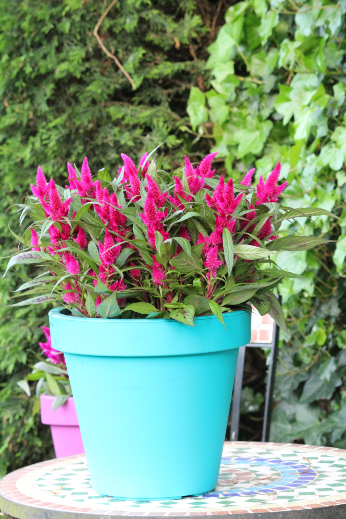Aeschyanthus Lipstick Plant - 8" Hanging Basket, THE BIG PLANT SALE