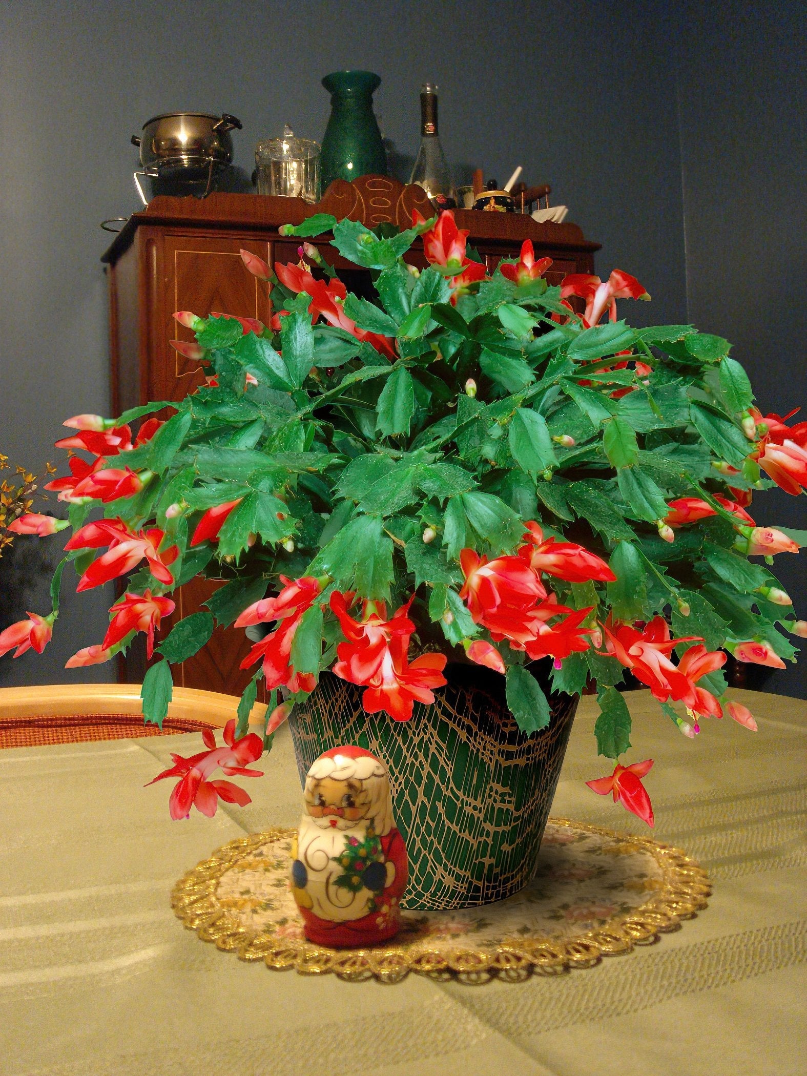 RED Holiday Cactus - 4" Pot (PICK UP ONLY)