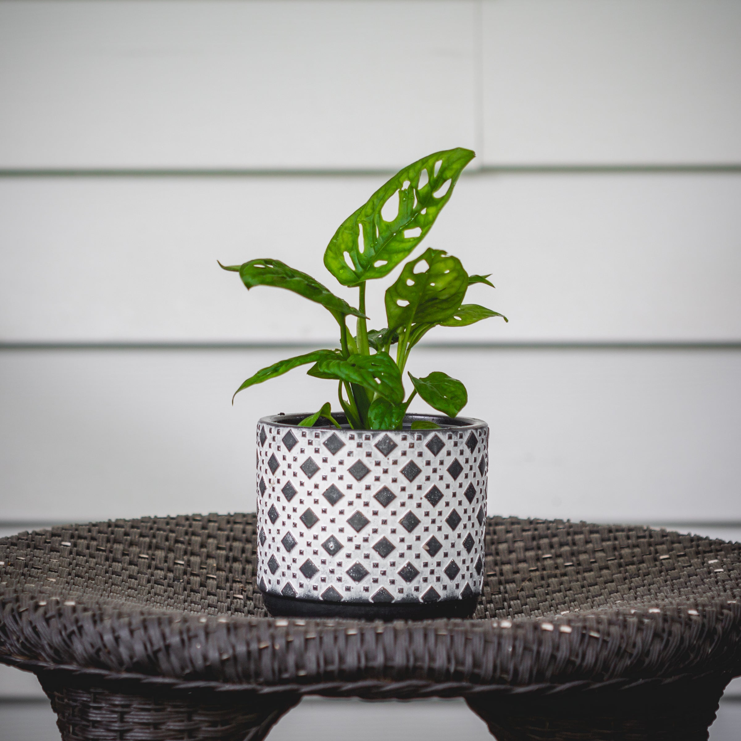 Monstera Adansonii Swiss Cheese Vine - 10" Hanging Basket