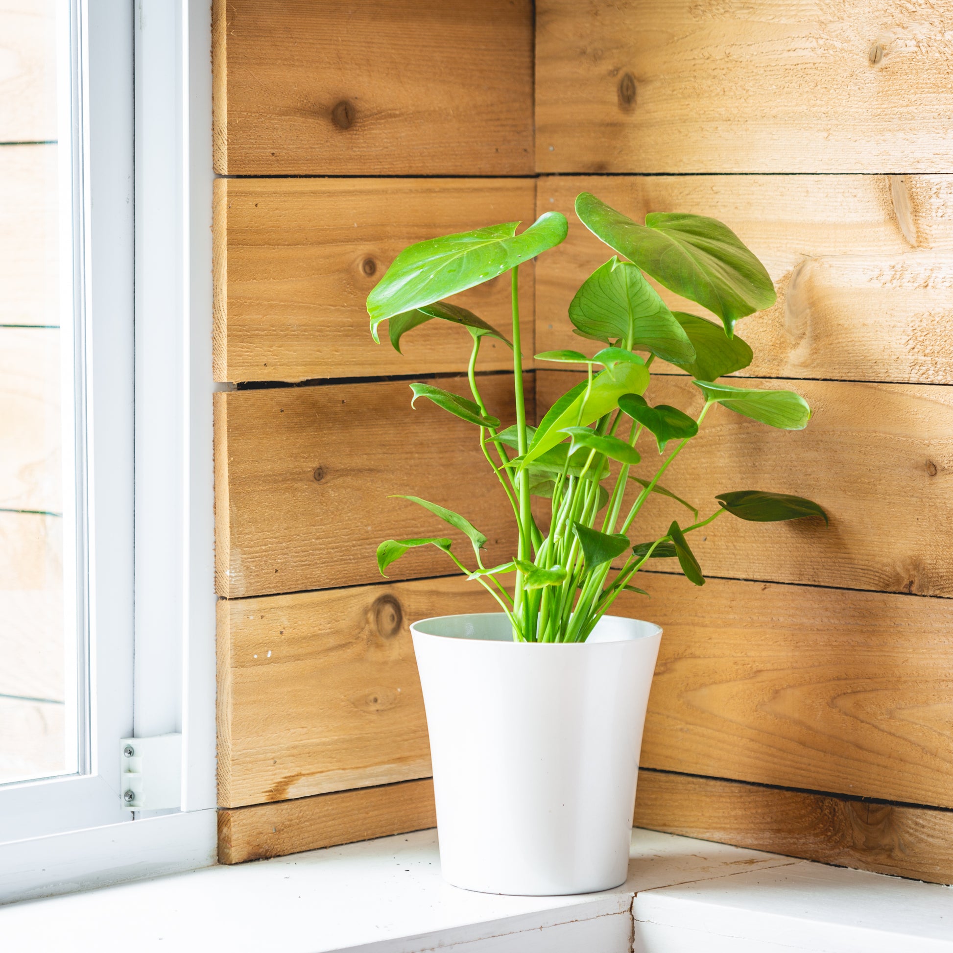 indoor plant of the month club Houseplant Club