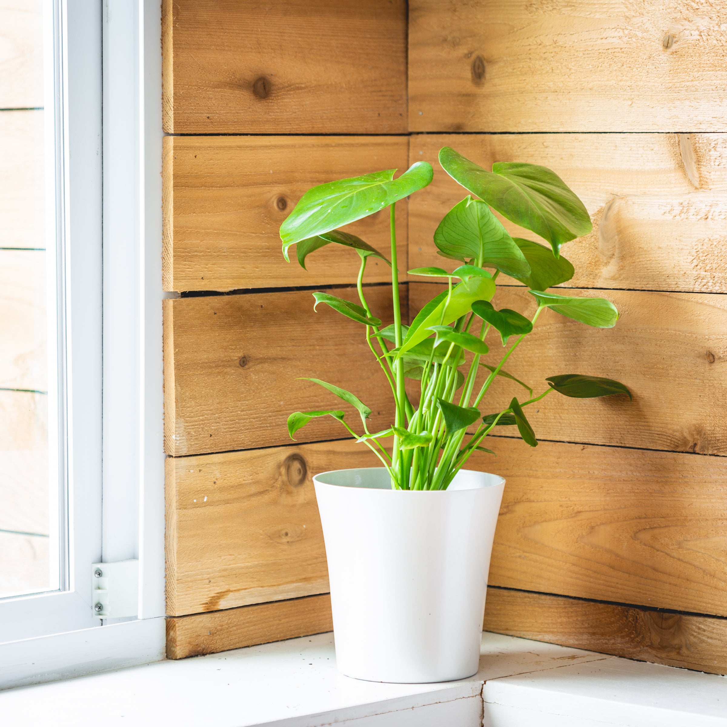 Monstera Deliciosa - 5.5 in. Pot