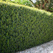 Ilex, Holly 'Compacta' - Square Quart