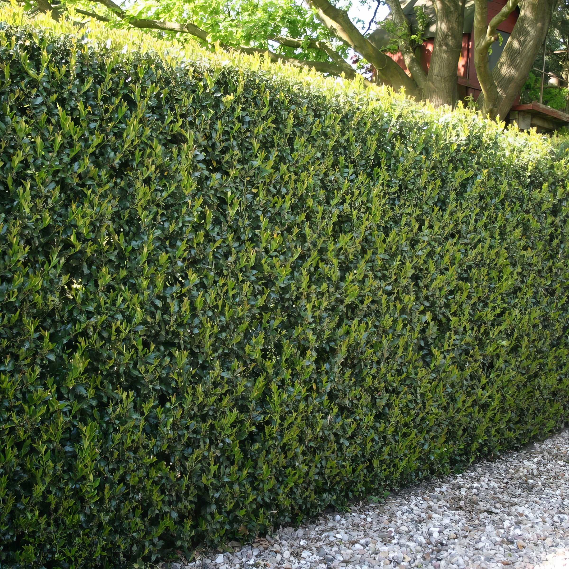 Ilex, Holly 'Compacta' - Square Quart