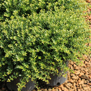 Ilex, Holly 'Compacta' - 3 Gallon Pot