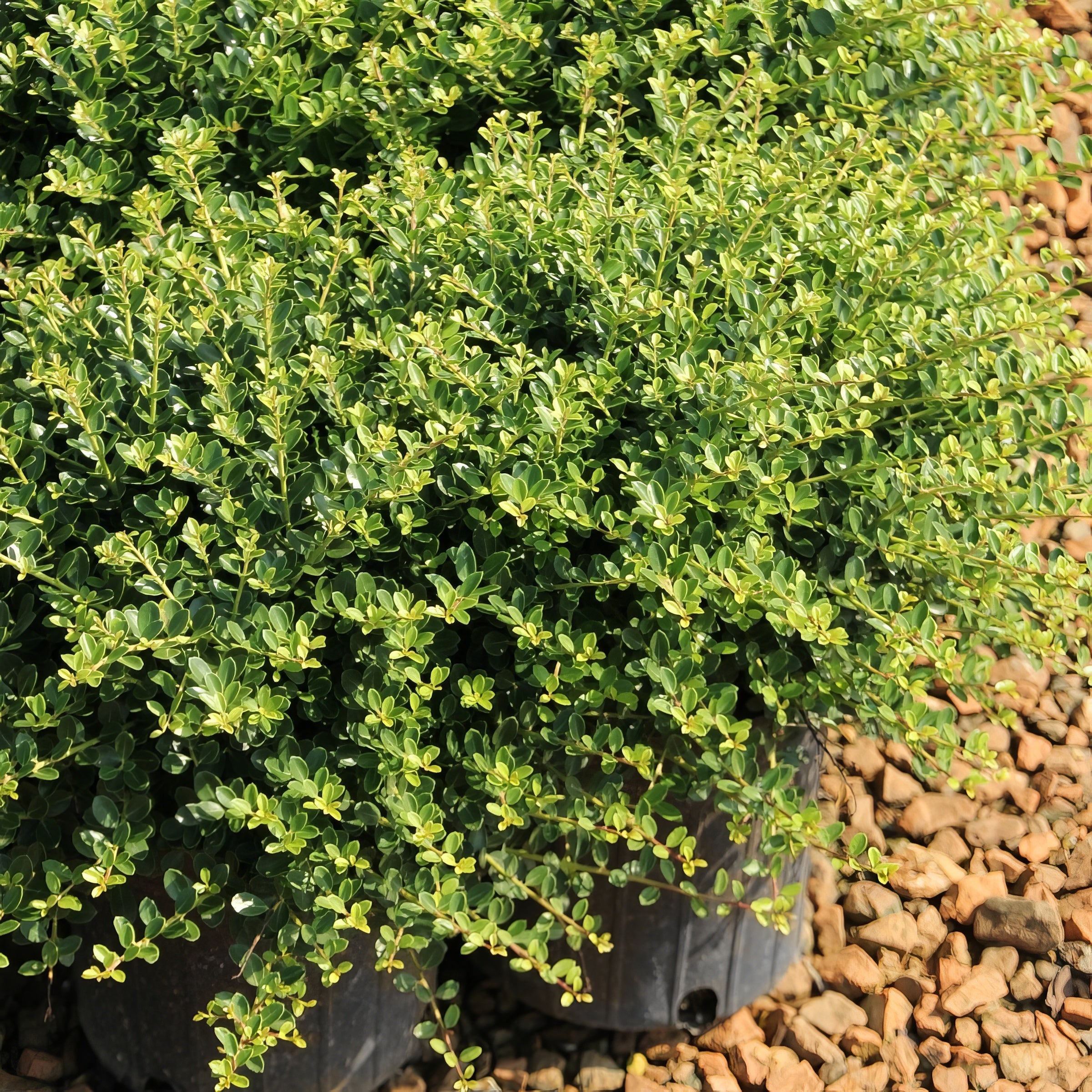 Ilex, Holly 'Compacta' - Square Quart