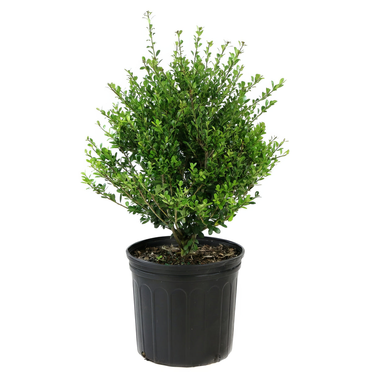 Ilex, Holly 'Compacta' - 3 Gallon Pot