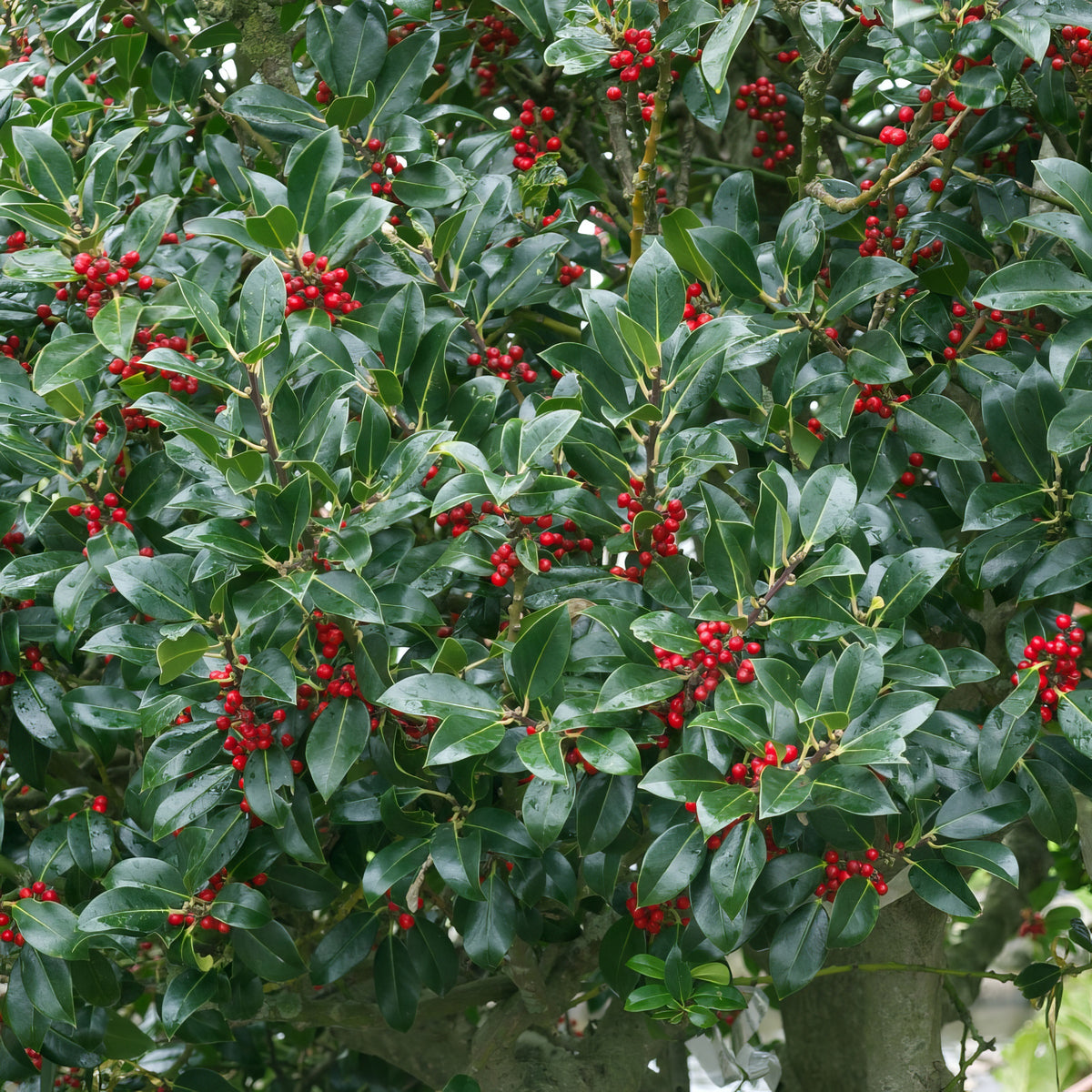 Ilex, Holly 'Needlepoint' - 2.5" Pot (NOVEMBER PICK UP SALE)