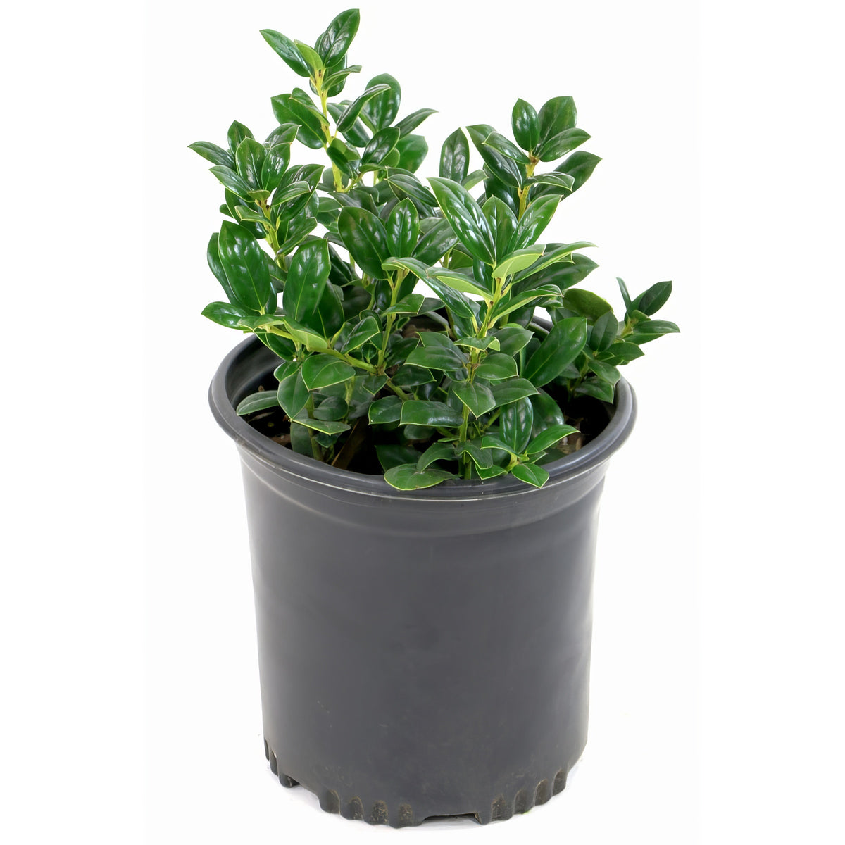 Ilex, Holly 'Dwarf Burford' - 3 Gallon Pot